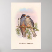 Weißflügelige Rotfußfalke Poster (Vorne)