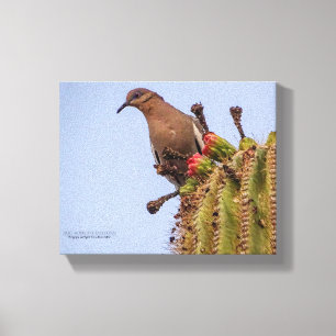 Weißflügeltaube mit Saguaro Cactus Fruit 10x8 Leinwanddruck