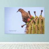 Weißflügeltaube mit Saguaro Cactus Fruit 60x40 Leinwanddruck (Insitu (Holzboden))
