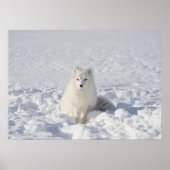 Weißfuchs Poster (Vorne)