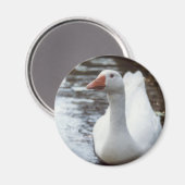 Weißgans Magnet (Vorderseite/Rückseite)
