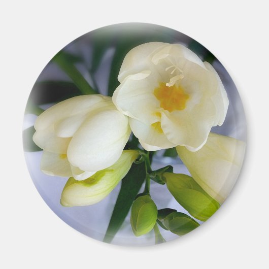 Weißgelbes Gefriermittel Magnet (Vorne)