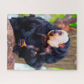 Weißgesicht-Saki-Affe. Puzzle (Horizontal)