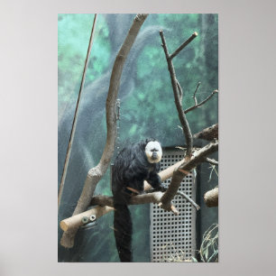 Weißgesicht-Saki-Affenposter Poster