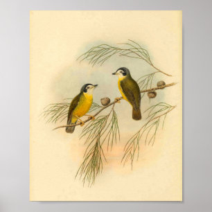 Weißgesichtiger Fliegenschnäpper Gelber Vogel Vint Poster
