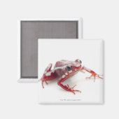 Weißgestreiftes Gift-Dart-Frosch 2 Magnet (Vorderseite/Rückseite)