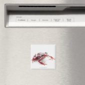 Weißgestreiftes Gift-Dart-Frosch 2 Magnet (In Situ (Geschirrspüler))