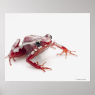 Weißgestreiftes Gift-Dart-Frosch 2 Poster
