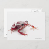 Weißgestreiftes Gift-Dart-Frosch 2 Postkarte (Vorne/Hinten)