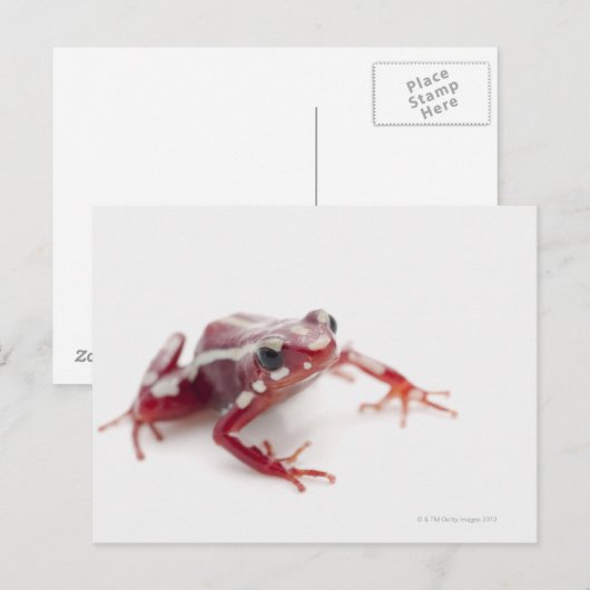 Weißgestreiftes Gift-Dart-Frosch 2 Postkarte (Vorne/Hinten)