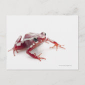 Weißgestreiftes Gift-Dart-Frosch 2 Postkarte (Vorderseite)