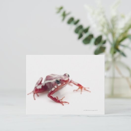 Weißgestreiftes Gift-Dart-Frosch 2 Postkarte (Stehend Vorderseite)