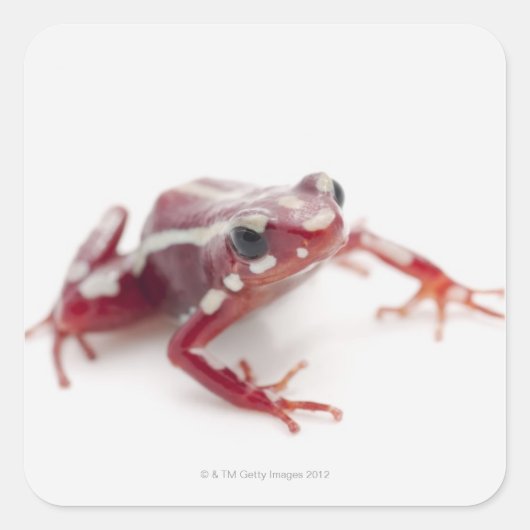 Weißgestreiftes Gift-Dart-Frosch 2 Quadratischer Aufkleber (Vorderseite)