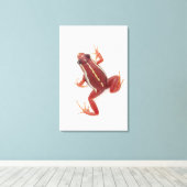 Weißgestreiftes Gift-Dart-Frosch Leinwanddruck (Insitu (Holzboden))