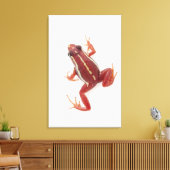 Weißgestreiftes Gift-Dart-Frosch Leinwanddruck (Insitu (Wohnzimmer))