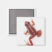 Weißgestreiftes Gift-Dart-Frosch Magnet (Vorderseite/Rückseite)