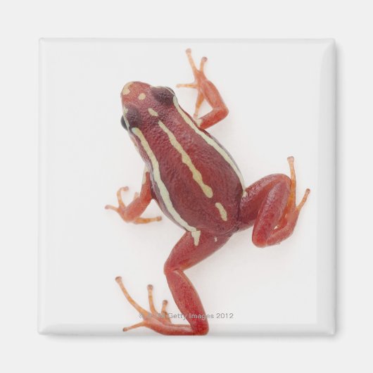 Weißgestreiftes Gift-Dart-Frosch Magnet (Vorne)