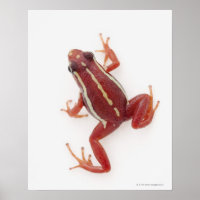 Weißgestreiftes Gift-Dart-Frosch