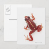 Weißgestreiftes Gift-Dart-Frosch Postkarte (Vorne/Hinten)