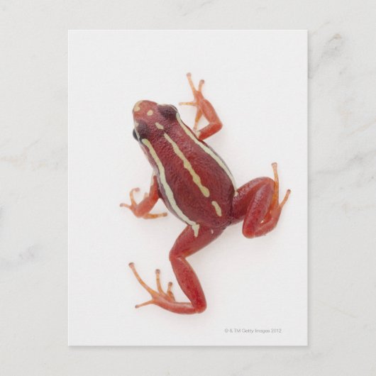 Weißgestreiftes Gift-Dart-Frosch Postkarte (Vorderseite)