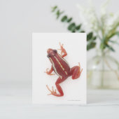 Weißgestreiftes Gift-Dart-Frosch Postkarte (Stehend Vorderseite)