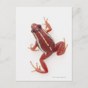 Weißgestreiftes Gift-Dart-Frosch Postkarte