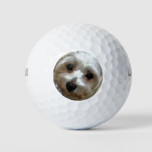 Weißhaarengütenportrait Golfball