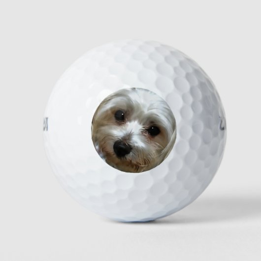 Weißhaarengütenportrait Golfball (Vorderseite)