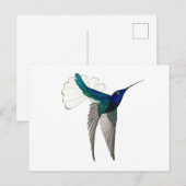 Weißhalskolibri Postkarte (Vorne/Hinten)
