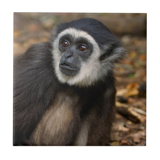 Weißhandgeschmack (Hylobates Lar), Monkeyland Fliese (Vorderseite)