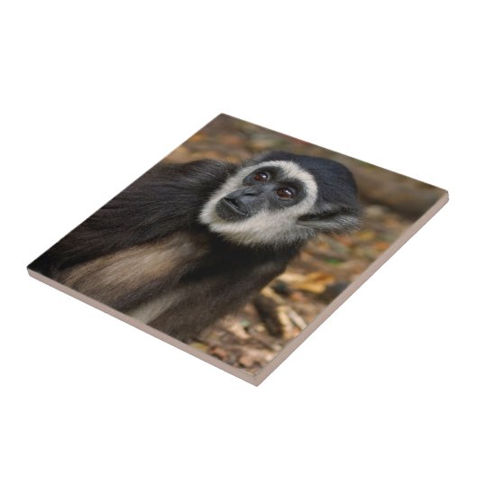 Weißhandgeschmack (Hylobates Lar), Monkeyland Fliese (Seite)