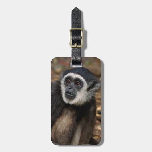 Weißhandgeschmack (Hylobates Lar), Monkeyland Gepäckanhänger (Vorderseite vertikal)