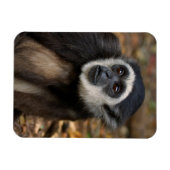 Weißhandgeschmack (Hylobates Lar), Monkeyland Magnet (Horizontal)