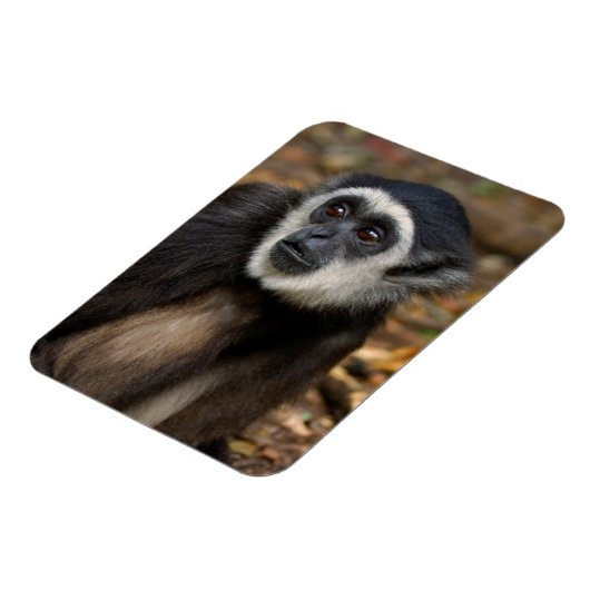 Weißhandgeschmack (Hylobates Lar), Monkeyland Magnet (Linke Seite)