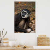 Weißhandgeschmack (Hylobates Lar), Monkeyland Poster (Küche)