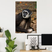 Weißhandgeschmack (Hylobates Lar), Monkeyland Poster (Heimbüro)