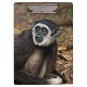 Weißhandgibbon (Hylobates Lar), Monkeyland Klemmbrett