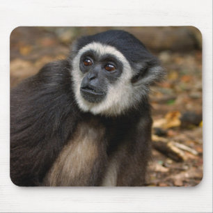 Weißhandgibbon (Hylobates Lar), Monkeyland Mousepad