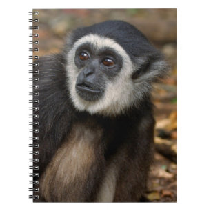 Weißhandgibbon (Hylobates Lar), Monkeyland Notizblock