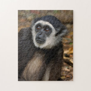 Weißhandgibbon (Hylobates Lar), Monkeyland Puzzle