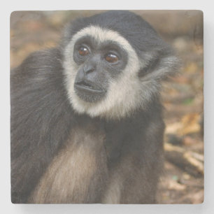 Weißhandgibbon (Hylobates Lar), Monkeyland Steinuntersetzer