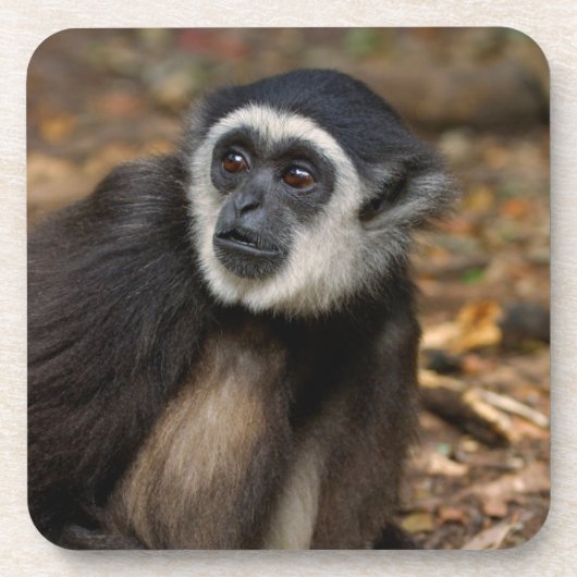 Weißhandgibbon (Hylobates Lar), Monkeyland Untersetzer (Vorderseite)