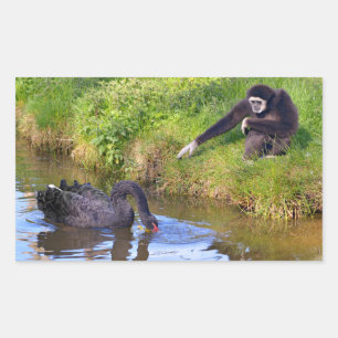 Weißhandgibbons und schwarze Schwan-Postkarte Rechteckiger Aufkleber