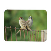 Weißhauben-Sperlinge Männchen und Weibchen Magnet (Horizontal)