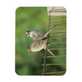 Weißhauben-Sperlinge Männchen und Weibchen Magnet (Vertikal)