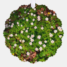 Weißholz Anemone Frühlingsblumen