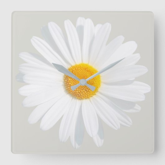 Weißkäfer Quadratische Wanduhr (Vorderseite)