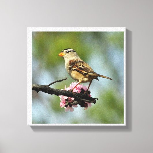 Weißkappenammer Leinwanddruck (Vorderseite)