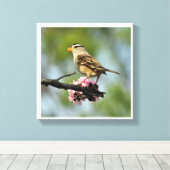 Weißkappenammer Leinwanddruck (Insitu (Holzboden))