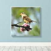 Weißkappenammer Leinwanddruck (Insitu (Holzboden))